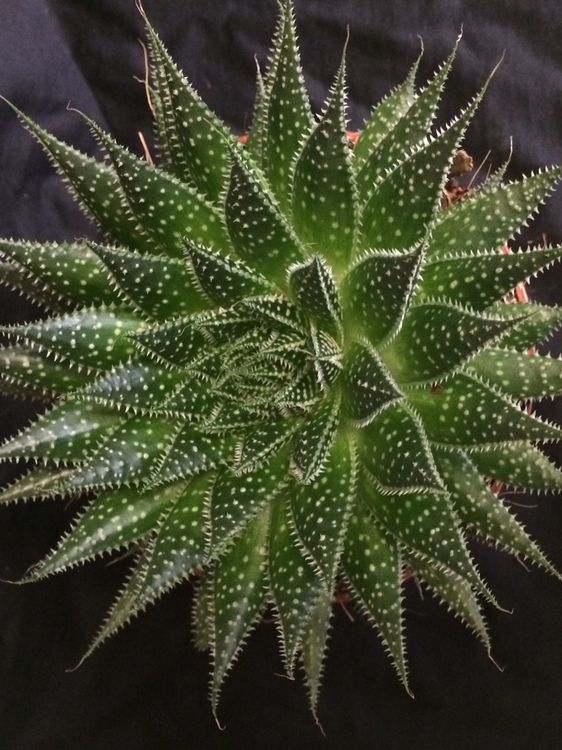 Aloe Aristata