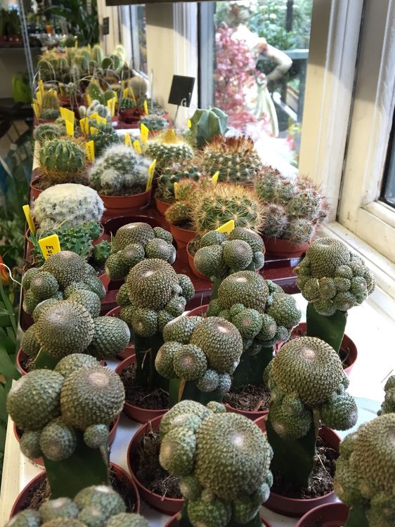 Cacti